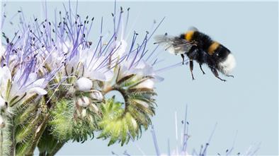 Die Phacelia wird auch Bienenfreund oder Bienenweide genannt und zieht viele Insekten an. 
