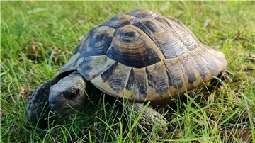 Die Polizei bittet um Hinweise: Wer weiß Näheres zu dieser Schildkröte, die am Sonntag vor dem Kommissariat in Brake gefunden wurde?