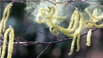 Die Pollen fliegen wegen des Klimawandels immer früher. Der Alptraum für Pollenallergiker beginnt daher oft schon im Dezember.