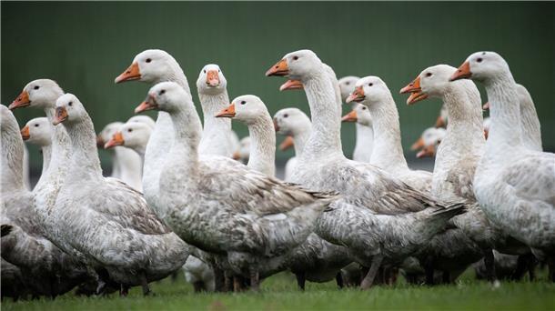 Vogelgrippe und Ukraine-Krieg: Weihnachtsgänse sind knapp Die Preise für Weihnachtsgänse sind gestiegen.