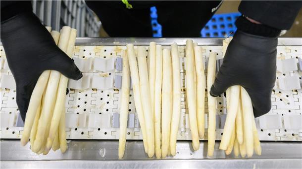 Spargelsaison könnte mancherorts früher enden Die Prognose zur Spargelernte könnte Spargelliebhabern Sorgen machen.