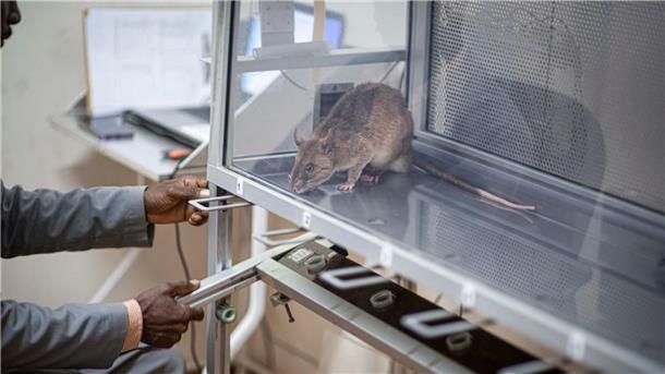 Riesenhamsterratten erschnüffeln Elfenbein und Hörner Die Ratten verursachen nur geringe Kosten und haben eine lange Lebensdauer.