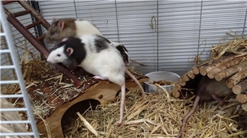 Die Rattenböcke im Tierheim lieben es, ihre Umgebung zu erkunden.