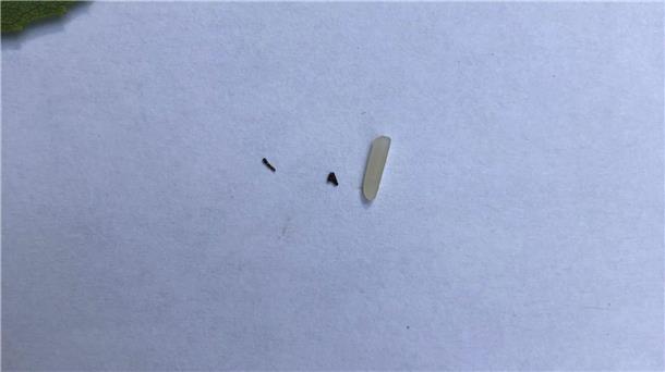 Die Raupe ist winzig, wie ein Größenvergleich zeigt: rechts ein Reiskorn, in der Mitte ein Pfefferkrümel und links eine Raupe des Nachtfalters Falcaria bilineata. 