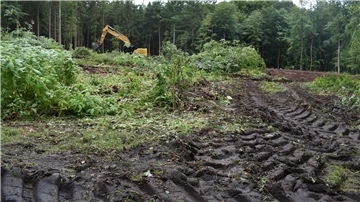 Reifenspuren im Waldboden