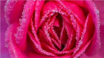 Online-Gewinnspiel: Neuer Rose-Bildband mit 200 Motiven  Die Rose steht im Mittelpunkt eines neuen Bildbandes, der über 200 Darstellungen dieser ikonischen Blume präsentiert und die kulturelle Bedeutung der Rose beleuchtet.