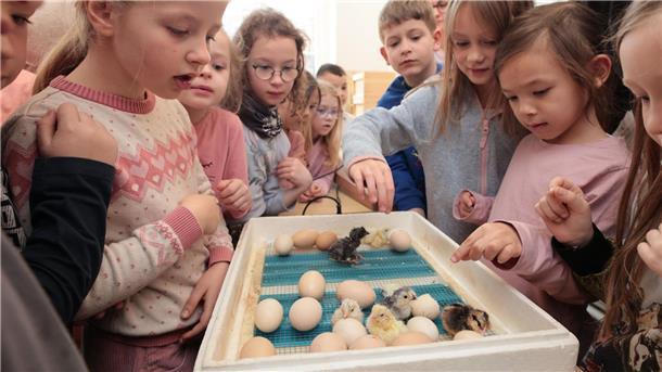 Aus dem Ei gepellt Die Schüler der Grundschule Diesterweg in Wernigerode bestaunen die Küken im Brutkasten.