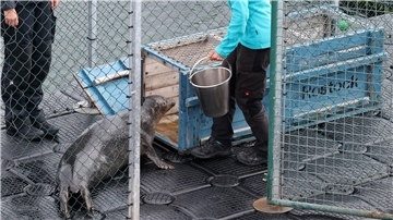 Die Seehunde wurden in Transportboxen auf einem Boot an Land gebracht. 