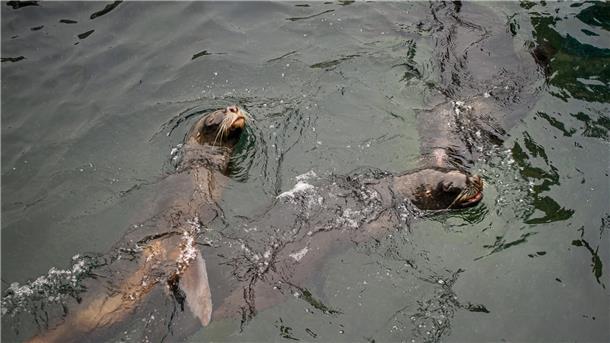 Seelöwen schwimmen gemeinsam im Wasser