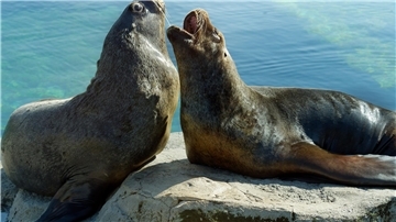 Seelöwen und Seebären im Zoo am Meer