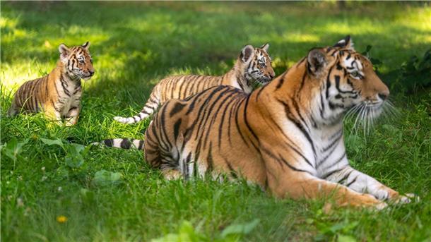 Erstmals Nachwuchs bei Sibirischen Tigern im Serengeti-Park Die Sibirische Tigerdame Anastasia (6) spielt mit ihren beiden knapp drei Monate alten Jungtieren im Serengeti-Park.