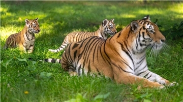 Die Sibirische Tigerdame Anastasia (6) spielt mit ihren beiden knapp drei Monate alten Jungtieren im Serengeti-Park.