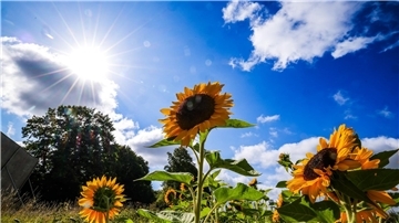 Die Sonne strahlt über einem Feld voller Sonnenblumen. 