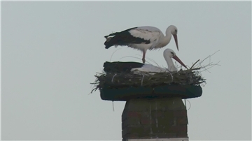Zwei Störche stehen in einem Nest aus Ästen und Zweigen, das auf einem Schornstein montiert ist.