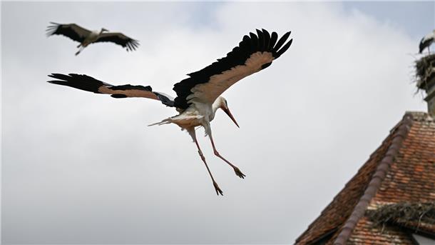 „Katastrophe“: Vogelgrippe rafft hunderte Jungstörche dahin Die Storchen-Population leidet unter der Vogelgrippe: In diesem Jahr sind besonders viele Jungtiere von der Epedemie betroffen.