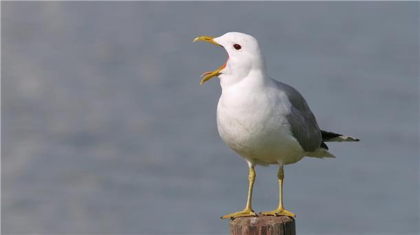 Eine rufende Sturmmöwe auf einem Pfosten