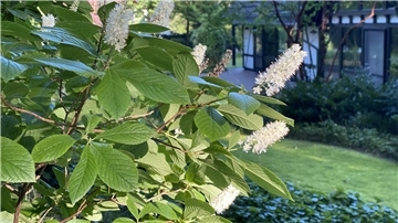 Blüten einer Blumen-Esche in einem Garten