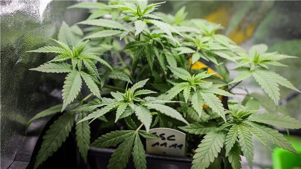 Spannung vor letzter Hürde für Cannabis-Gesetz im Bundesrat Die Teillegalisierung von Cannabis für Erwachsene steht am Freitag auf der Tagesordnung des Bundesrats.