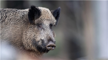Die teils hohe radioaktive Belastung von Wildschweinen vor allem in Bayern geht einer Studie zufolge zu einem unerwartet hohen Teil auf Atomwaffenversuche zurück.