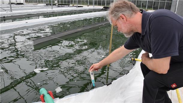 Die Temperatur des Wassers sollte in den Becken 25 bis 30 Grad betragen, um optimale Bedingungen für das Algen-Wachstum zu erreichen. Thermometer und pH-Wert-Messer sind wichtige Utensilien bei der Produktion.