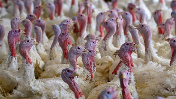 20.500 Puten nach Geflügelpest-Ausbruch getötet Die Tiere wurden „tierschutzgerecht“ getötet, hieß es. (Symbolbild)