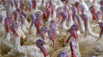 Die Tiere wurden „tierschutzgerecht“ getötet, hieß es. (Symbolbild)