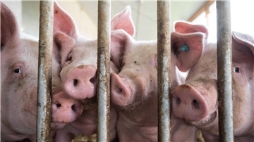 Schweine hinter Gittern