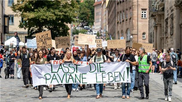 Zoo Leipzig schläfert drei Tigerbabys ein Die Tötung von Pavianen in Nürnberg hat scharfe Proteste hervorgerufen. (Archivbild)
