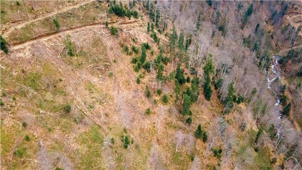 Greenpeace wift Ikea Zerstörung von Wäldern in Rumänien vor Die Umweltschutzorganisation Greenpeace wirft Ikea vor, an der Abholzung von Wäldern in Rumänien beteiligt zu sein.