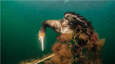 Die Unterwasseraufnahme zeigt einen Kormoran, der sich in einem Gesiternetz verfing und verendete.