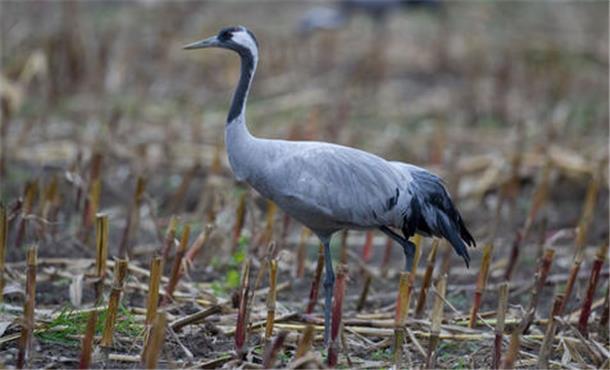 Vogelgrippe: Tiere nicht anfassen und versuchen zu helfen  Kranich