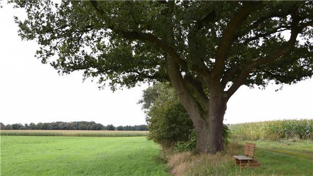 Sorge um Naturdenkmal bei Rhade: Gemeinde sucht Gespräch mit Landwirt Die als Naturdenkmal ausgewiesene Eiche am Rande eines Feldes in der Gemarkung Rhade.