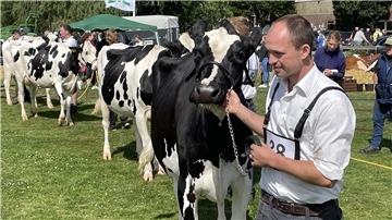 Landwirte und Züchter führen bei der Tierschau in Stollhamm Rinder über eine Grünfläche. 