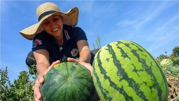 Die Wassermelonen sind dieses Jahr bis zu sechs Kilo schwer geworden.