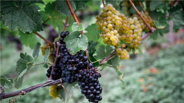 Weinernte fällt geringer aus als angenommen Die Weinernte fällt geringer aus als zu Beginn erwartet. (Archivbild)