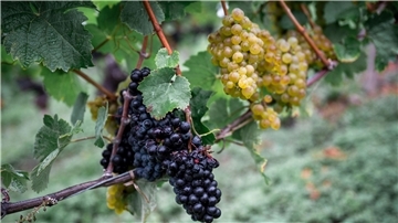 Die Weinernte fällt geringer aus als zu Beginn erwartet. (Archivbild)
