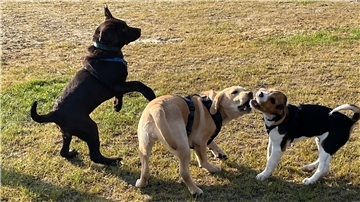 Die Welpenstunde beginnt mit Toben. Hier hat Wolfgang (links) Spaß mit Luna und Carlo.