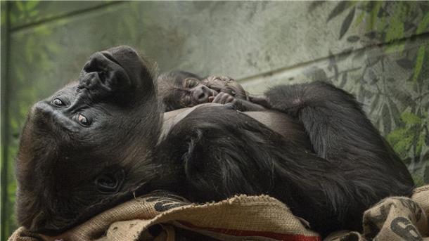 Nachwuchs für vom Aussterben bedrohte Gorillas Die Westliche Flachlandgorilla-Dame Mjukuu kuschelt mit ihrem Baby.
