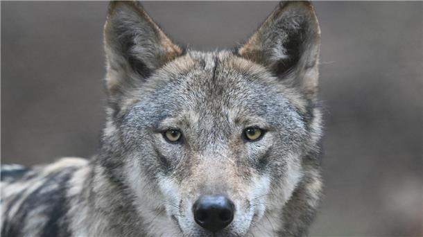 Wölfe bleiben scheu – selbst in streng geschützten Gebieten Die Wölfe flohen beim Klang menschlicher Stimmen mehr als doppelt so häufig und verließen den Ort rund doppelt so schnell wie bei harmlosen Naturgeräuschen. (Archivbild)