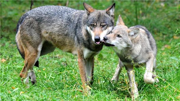 Die Wolfsjagd im Cuxland findet in einem Territorium statt, in dem das Wolfspaar erstmals Nachwuchs hat.