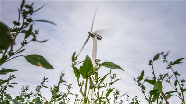 Die Wurster Küste und ihr Hinterland – hier der Windpark bei Misselwarden – gelten aufgrund des hohen und beständigen Windaufkommens als besonders wirtschaftliche Standorte für Windparks.