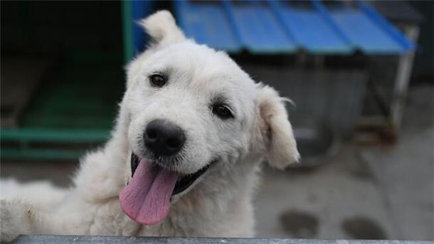 Fast 2000: Immer mehr Zevener kommen auf den Hund Ein Hund stützt sich an einem Gitter auf.