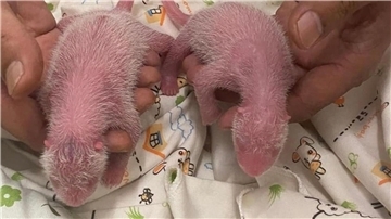 Die Zeit kurz nach der Geburt ist besonders kritisch bei Panda-Babys. 