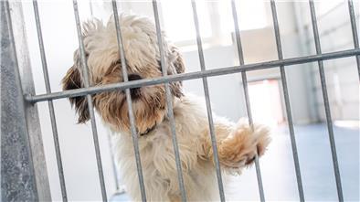 Die Zeiten, in denen zahlreiche Hunde im Tierheim Bremerhaven auf neue Besitzer warteten, ist derzeit vorbei. Das gefällt vielen „Tierfreunden“ allerdings gar nicht.
