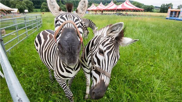 Diese beiden „Mitarbeiter“ des Zirkus Charles Knie können in der Corona-Zwangpause im neuen Freizeitpark das saftige niedersächsische Weidegras genießen.