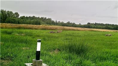 Drei Wölfe auf einer Wiese bei Sellstedt, aufgenommen von einer Wildtierkamera.