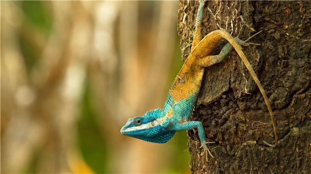 Diese Blaukopf-Schönechse (Calotes goetzi) aus Kambodscha posiert für ein Foto.