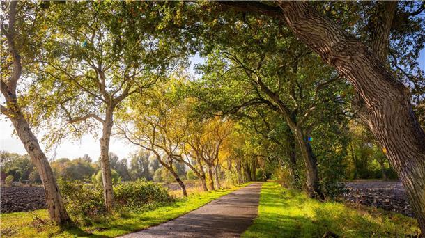 Deutsche „Allee des Jahres“ liegt in Ostfriesland Diese Friedhofsallee im ostfriesischen Leybuchtpolder ist die „Allee des Jahres 2025“ (das Bild zeigt nicht das Gewinnerfoto des Wettbewerbs).