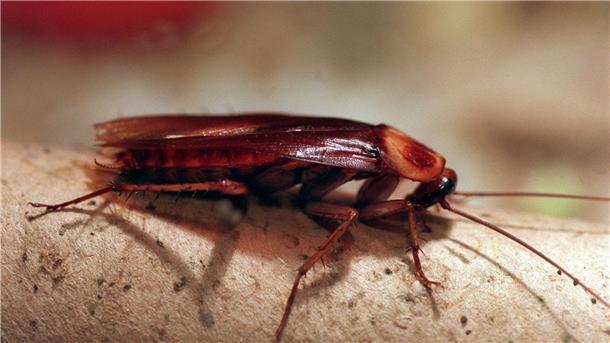 Kakerlake nach Ex-Partner benennen - und verfüttern lassen Diese Kakerlake könnte ein „Jacob“ oder eine „Sarah“ werden. Oder auch ganz jemand anders.