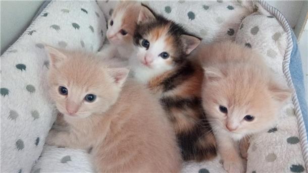 Katzenbabys
